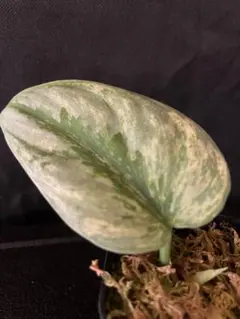 2026年最新】スキンダプサス エキゾチカの人気アイテム - メルカリ