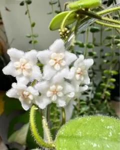 レア　原種ホヤ　hoya Edamameサクララン ホヤ（サクララン）とは｜育て方がわかる植物図鑑｜みんなの趣味の園芸