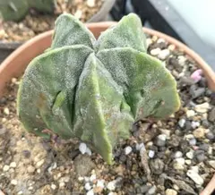 アストロフィツム 複隆ランポー玉　抜き苗