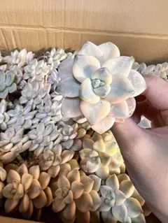 キティ様 リクエスト 5点 まとめ商品