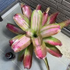 Neoregelia Groves Red Tiger - メルカリ