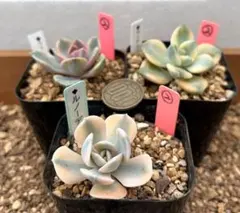 人気品種‼️錦系‼️多肉植物 エケベリア系3種 抜き苗３苗セット２
