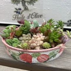 リメ缶+多肉植物詰め合わせ