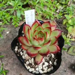 多肉植物 センペルビウム テクトラム ルージュ No.62【赤】 - メルカリ