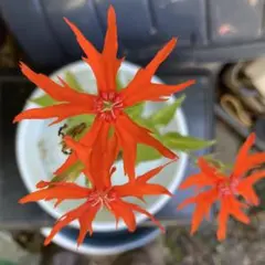 山菜 アマニュウ 種子 100粒 - メルカリ