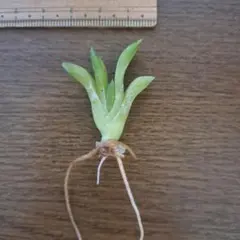 ハオルチア グリーン玉扇 抜き苗