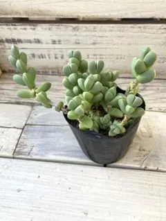 2026年最新】レーマニーの人気アイテム - メルカリ