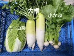 野菜セット【ミニ白菜、大根、小かぶ】