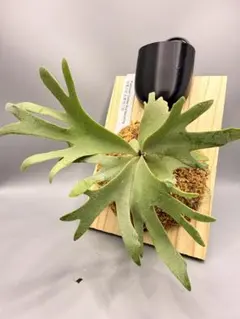 MALU様 リクエスト 2点 まとめ商品