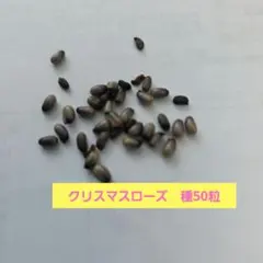 クリスマスローズ種50粒 - メルカリ