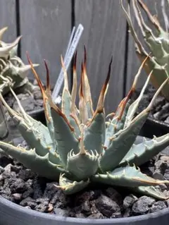 アガベ　ユタエンシス　エボリスピナ　青葉陽炎　親株　鉢植え発送のサムネイル