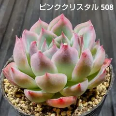 ピンククリスタル 508 エケベリア 多肉植物 抜き苗