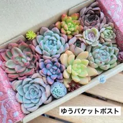 46 多肉植物　多肉弁当　詰め合わせ　寄せ植え　セット　カット苗　韓国苗　セダム