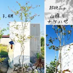 超美白。美斑紋 山採りアオダモ本株立ち4.3M(鉢底から) - メルカリ