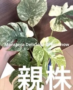 2025年最新】モンステラ グリーンスノーの人気アイテム - メルカリ