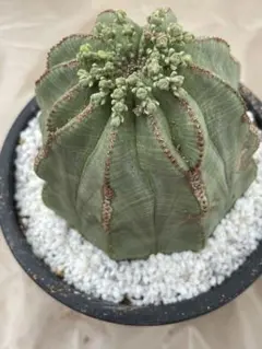 栄冠玉　サボテン　多肉植物　パロディア属　大株　貴重株 栄冠玉 サボテン 多肉植物 パロディア属 大株 貴重株 - メルカリ