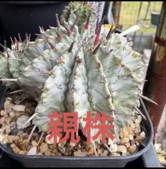 ユーフォルビア　ホリダ　白衣　kさん実生株のカキコのサムネイル
