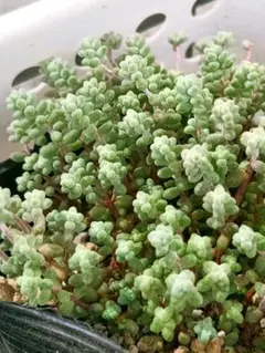 2026年最新】ブレビフォリウム 木立の人気アイテム - メルカリ