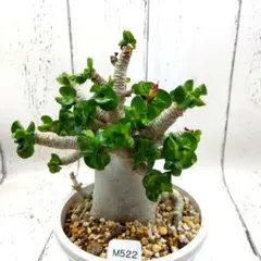 M530 アデニウム·アラビカム ドーセットホーン（獅子葉） 花芽有