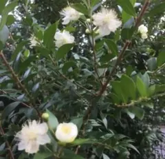 超珍しい花 上品な香 ギンコウボク苗　蕾つき 2025年最新】ギンコウボク 苗の人気アイテム - メルカリ