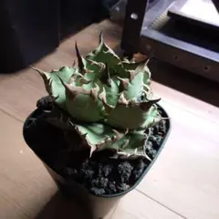 2026年最新】チタノタ ドワーフの人気アイテム - メルカリ