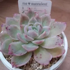 masa様 リクエスト 3点 まとめ商品