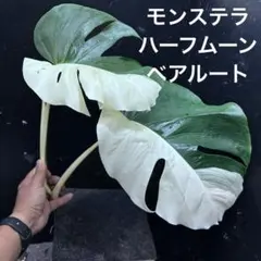 期間限定出品・SALE！早い者勝ち！美株！モンステラ・ホワイトタイガー！大株！ 期間限定出品・SALE！早い者勝ち！美株！モンステラ・ホワイト