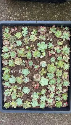 韓国苗 雑交新種 多肉植物寄せ植えセットカット苗詰め合わせ50苗