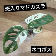 【ネコポス】斑入りマドカズラのサムネイル