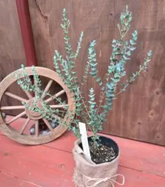 ▶◀蝶▶◀様 リクエスト 2点 まとめ商品