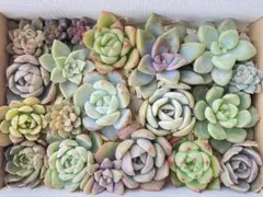 2025年最新】多肉植物 葉挿しの人気アイテム - メルカリ