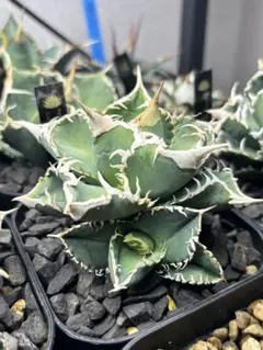 2026年最新】大白鯊 ホオジロの人気アイテム - メルカリ