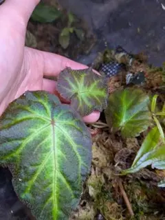 Begonia sp. from North Toraja 原種ベゴニア 青光り - メルカリ