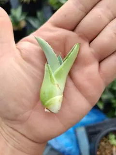 海の熊さん専用のサムネイル