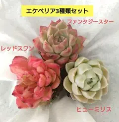 2026年最新】多肉 抜き苗 セットの人気アイテム - メルカリ