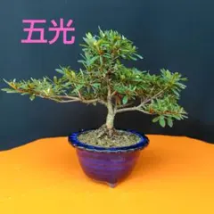 小品盆栽素材 皐月 5点全高３３cmみかりんです 小品盆栽素材 皐月 5点全高33cmみかりん様専用です