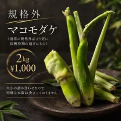 信州産 マコモダケ 規格外 2kg