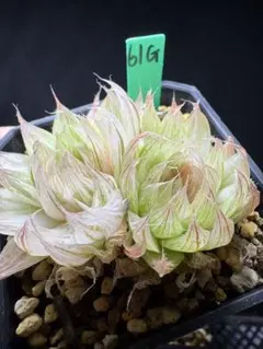 18a 多肉植物 ハオルチア 原種オブツーサ錦 自家繁殖 鉢植え発送