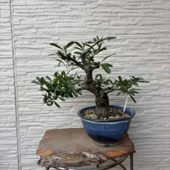 ガジュマル 昇龍仕立 プラスチック鉢 観葉植物 - メルカリ
