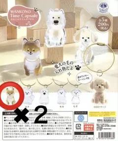 わんこのタイムカプセル　まめ　柴犬　けだまだま