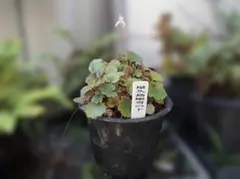 常緑ヤマボウシ 十五夜 株立ち 常緑樹 クリーム色の花 約70cm - メルカリ