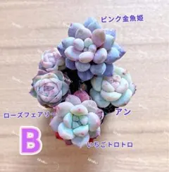 【レア品種】☆4種類☆多肉植物4苗セット 土・根付き B