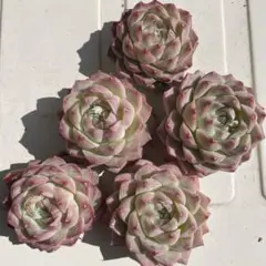 多肉植物♡クイーンオブピーチ