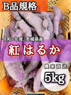 紅はるか 5kg 茨城県産 S〜2Lサイズ混合 訳あり