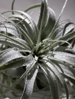 2025年最新】チャペウエンシスの人気アイテム - メルカリ