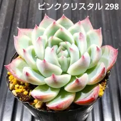 ピンククリスタル 298 エケベリア 多肉植物 抜き苗