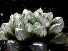 ma'ka@プロフ必読様 リクエスト 2点 まとめ商品