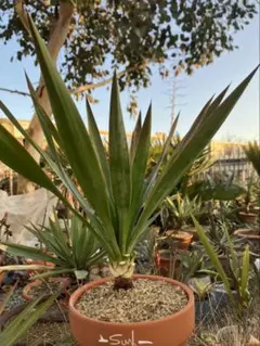 2026年最新】ユッカグロリオサの人気アイテム - メルカリ