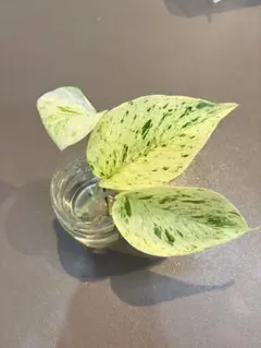 斑入りポトス❤️マーブルクィーン✨カット苗　観葉植物　グローバルのサムネイル