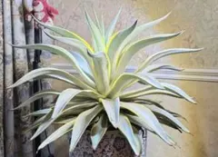 2026年最新】アカベ希少株の人気アイテム - メルカリ